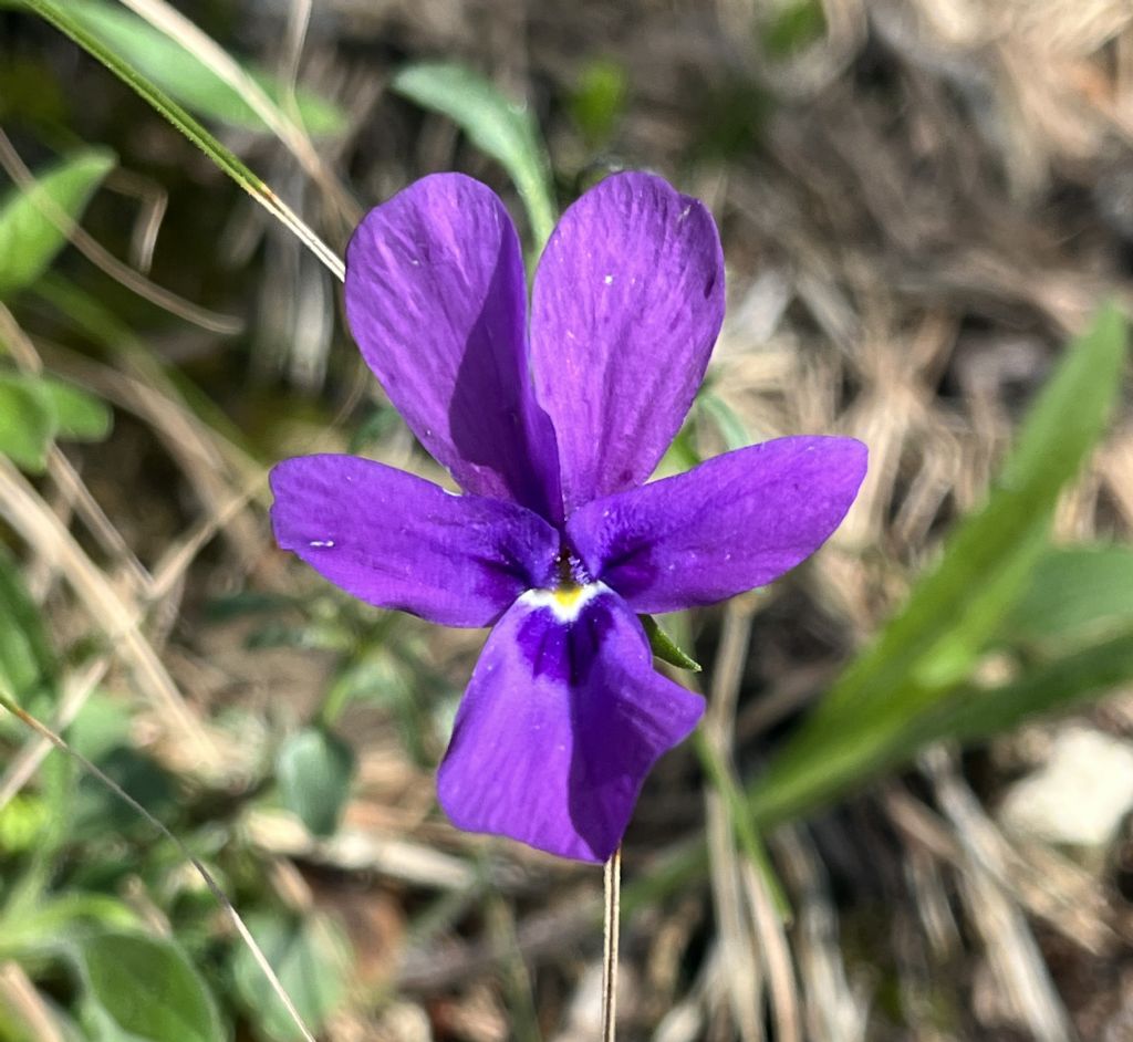 Bocca di Valle...Bondone (TN)